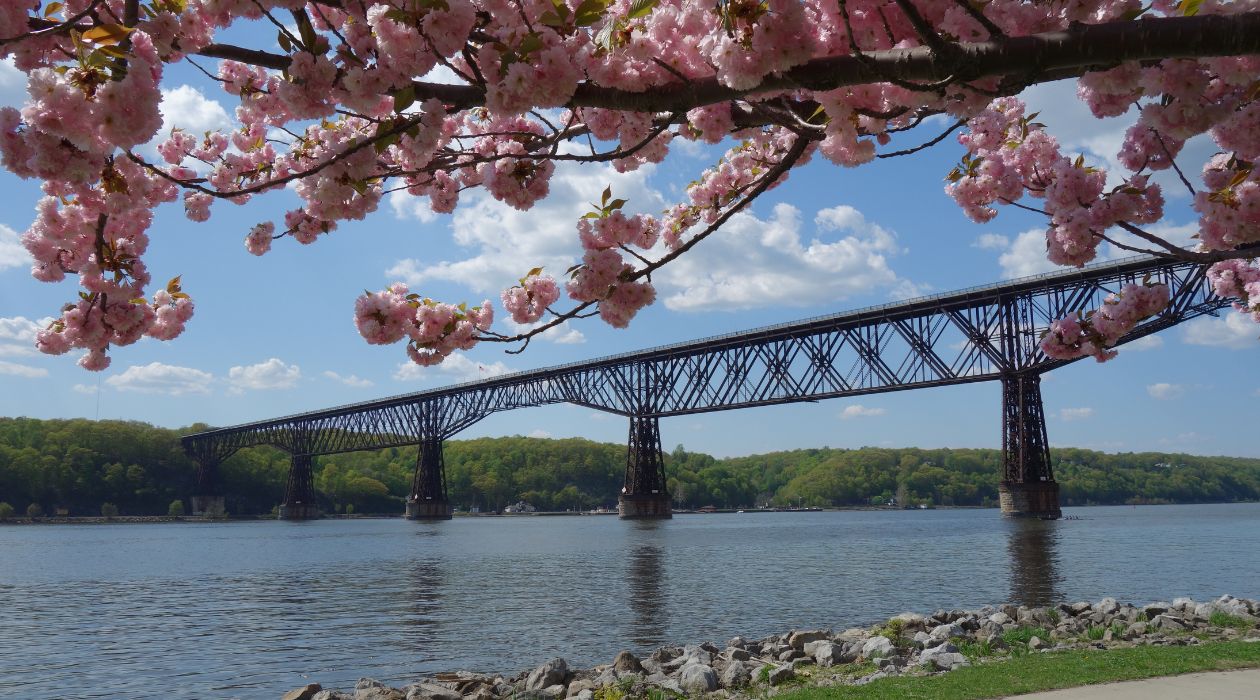Flower blossoms in the foreground with the Walkway Over the Hudson behind, Poughkeepsie